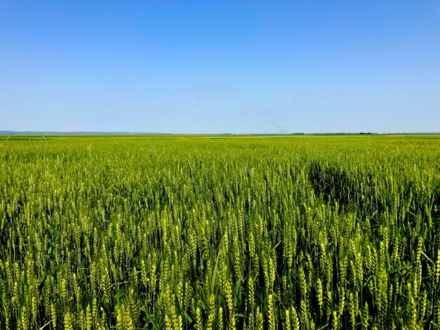 ヴォイヴォディナの大地と空【セルビア移住生活:第13回】 My Serbia