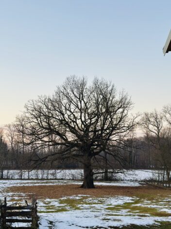 静けさに包まれる冬【セルビア、小さな農場の物語・第３回】